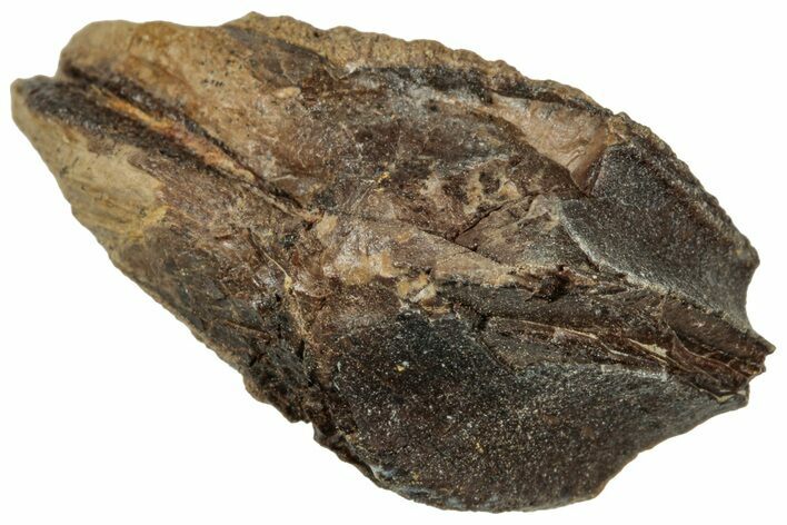 Fossil Triceratops Tooth with Partial Root - Wyoming #358213